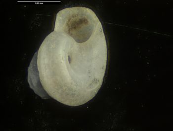 Media type: image;   Malacology 156273